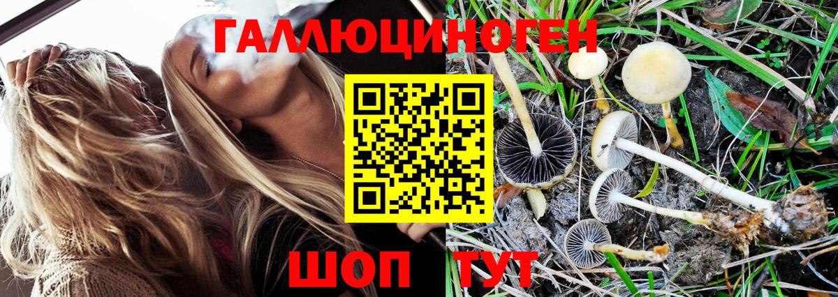 Галлюциногенные грибы Psilocybe Холмск